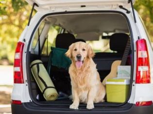A small dog was sitting in the trunk of a car