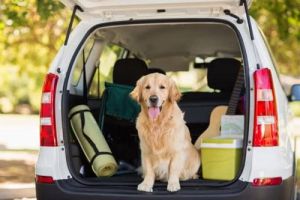 A small dog was sitting in the trunk of a car